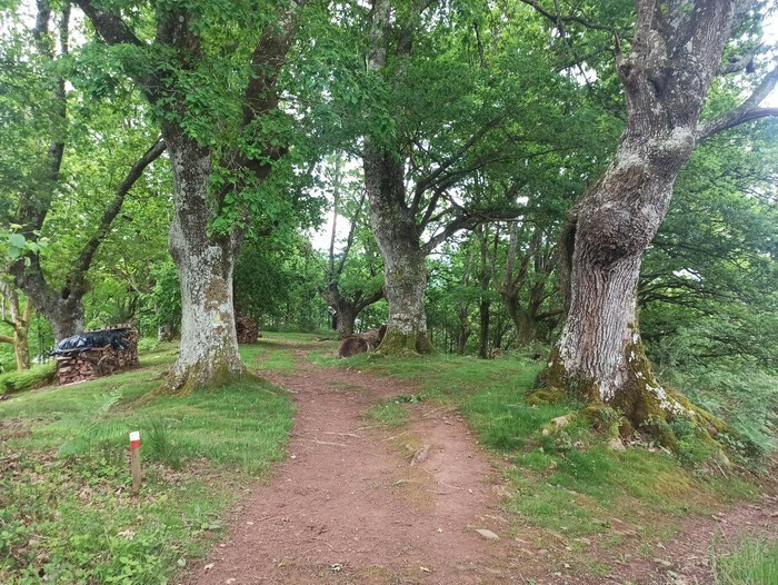 Oinaskoa